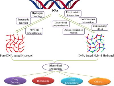 Development, Preparation, and Biomedical Applications of DNA-Based Hydrogels